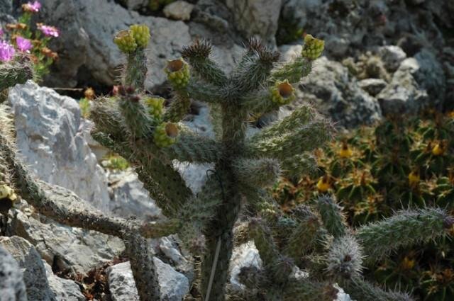 Opuntia_imbricata